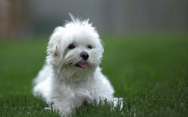 A picture of a Bolognese Terrier sitting.