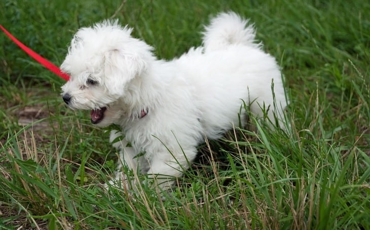 A Bolognese Terrier on the leash.