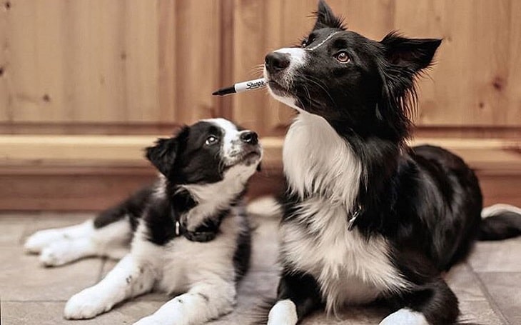 A picture of a Border Collie puppy with its mamma.