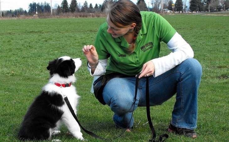 A woman training a Border Collie.