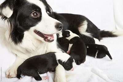 how much should a 5 month old border collie weight