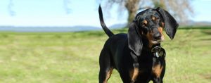 Black and Tan Coonhound.