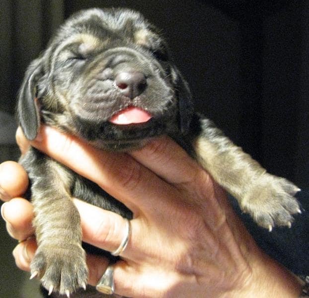 black bloodhound puppy