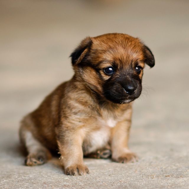 are border terriers good with babies