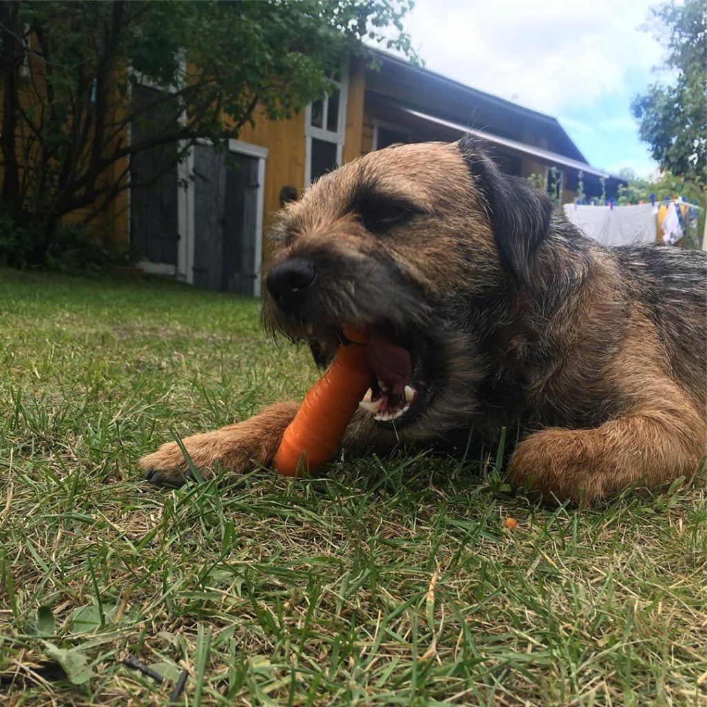 are border terrier puppies lazy