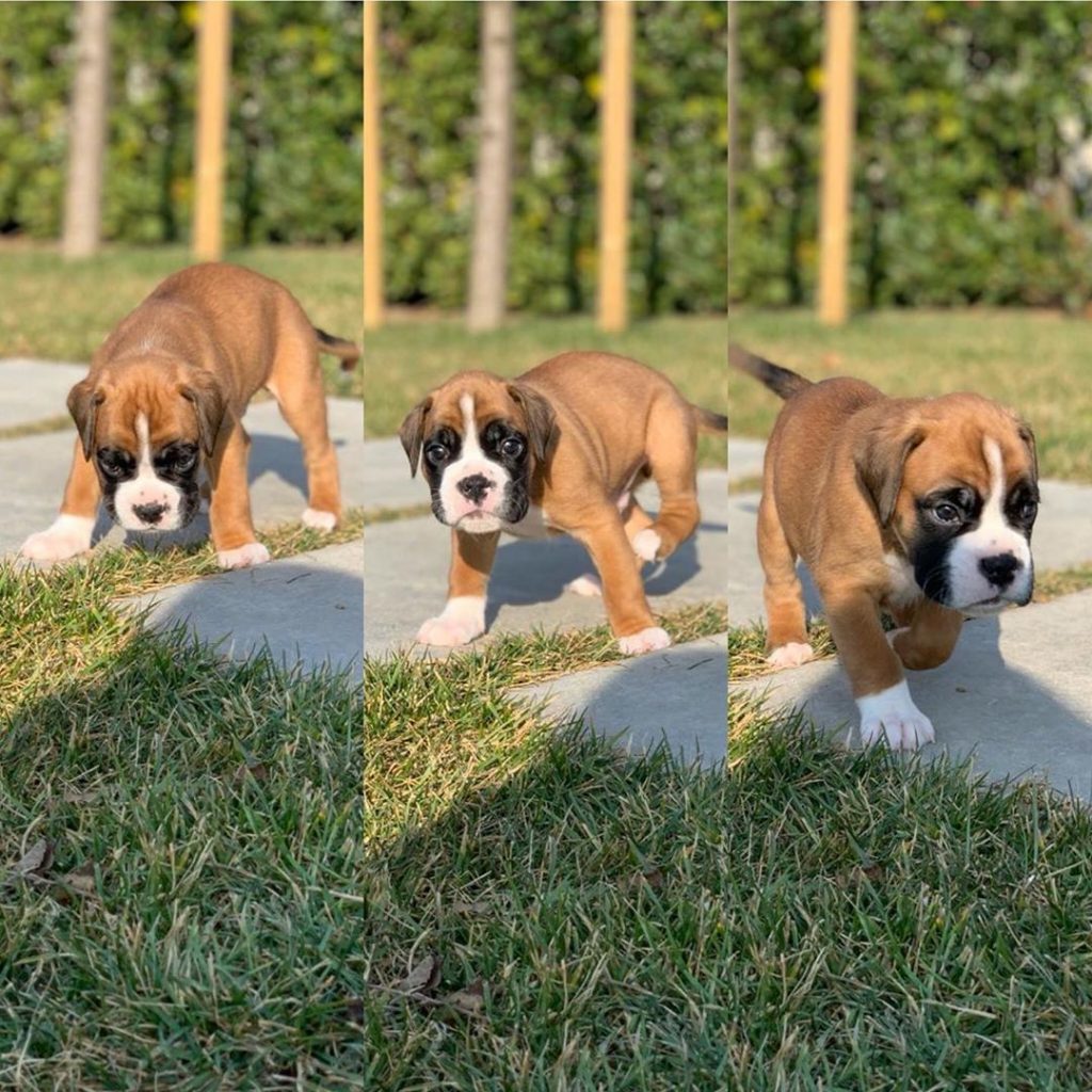 how much should a 4 month old boxer puppy eat