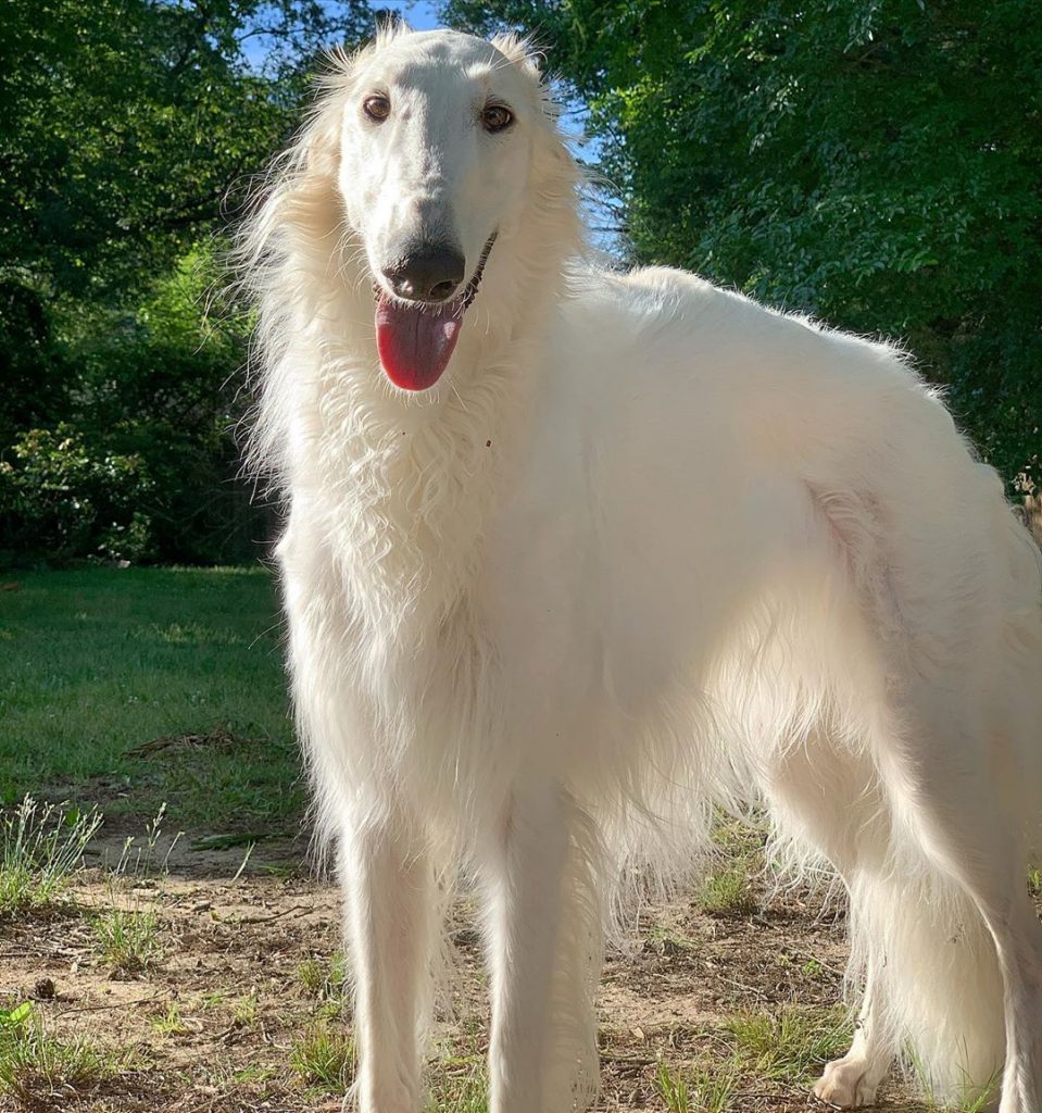 Borzoi Puppies Behavior And Characteristics In Different Months Until ...