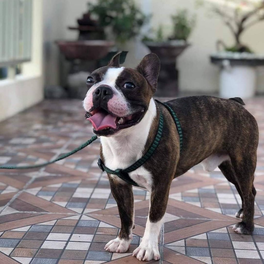 Boston Terrier posing