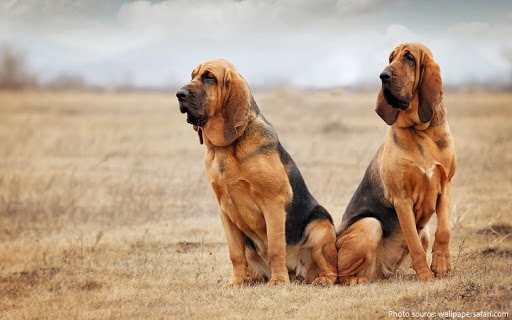 Bloodhound Training Methods.