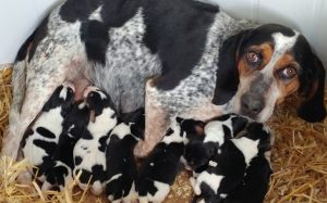 A picture of a mother Bluetick Coonhound with her puppies.