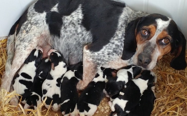 Bluetick Coonhound Puppies Behavior And Characteristics In Different