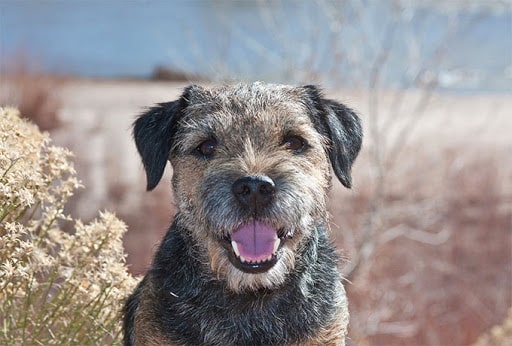 Border Terrier Training.