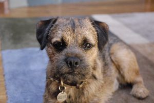 Diet and supplement for Border Terrier.