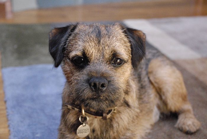 are border terrier puppies lazy