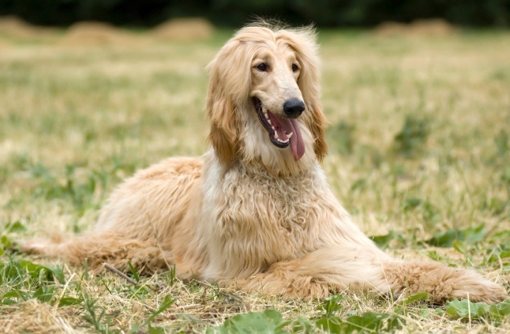 Borzoi Dog.