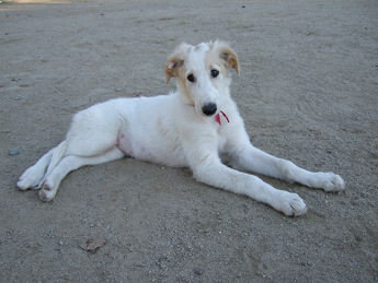 Borzoi Puppy Behavior.