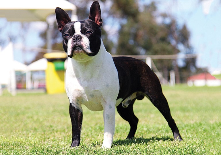 Boston Terrier Dog.