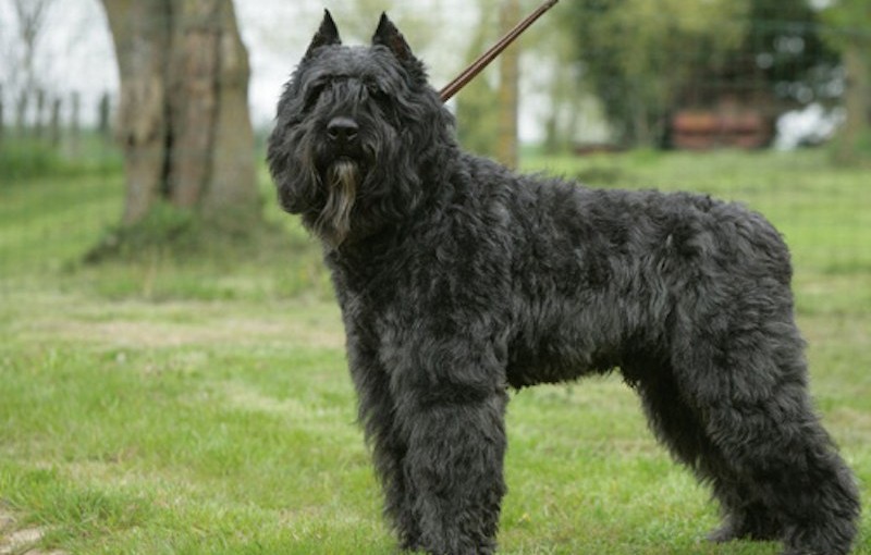 are bouvier des flandres noisy