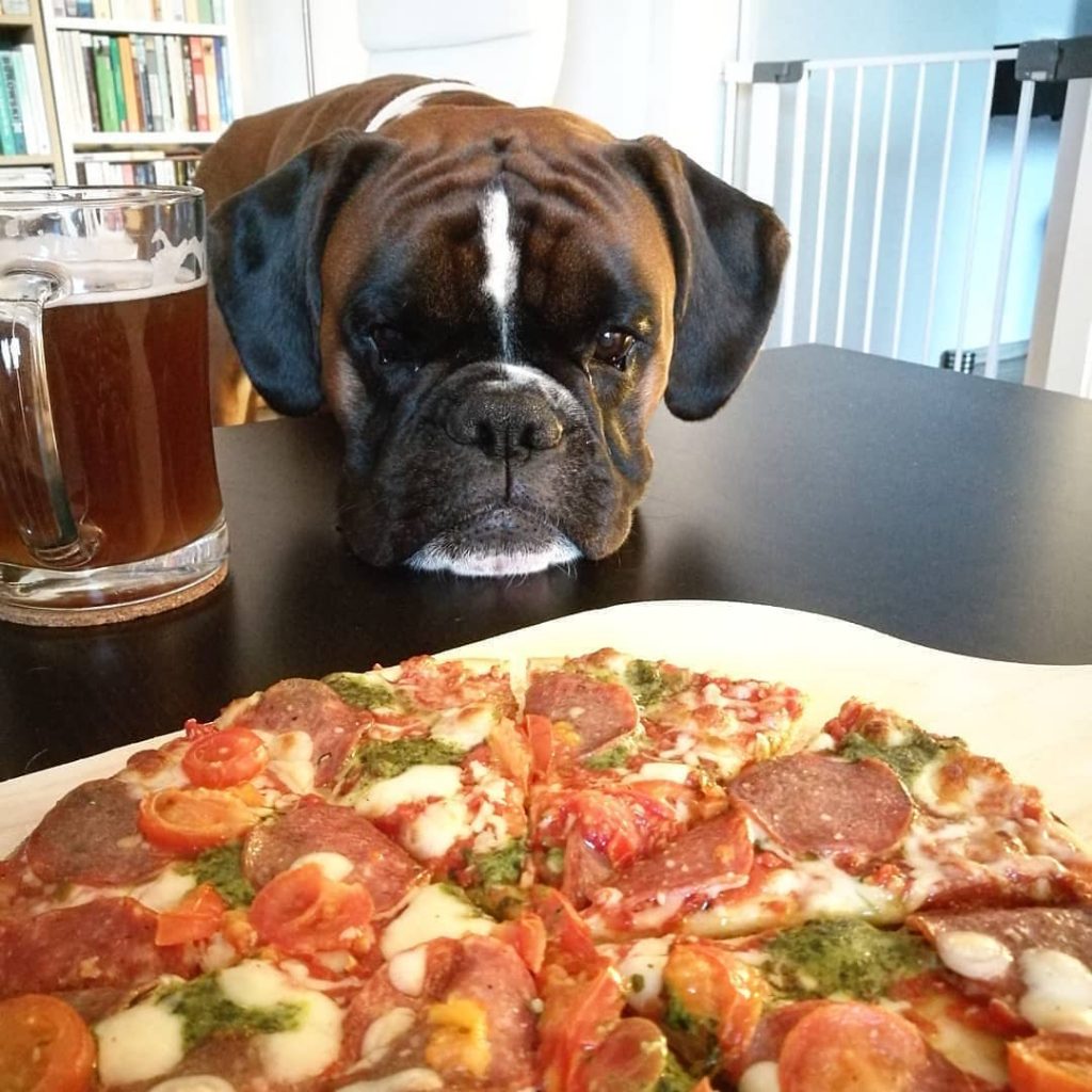 What to Feed Your Boxer? Diets and Feeding Methods for Your Dog