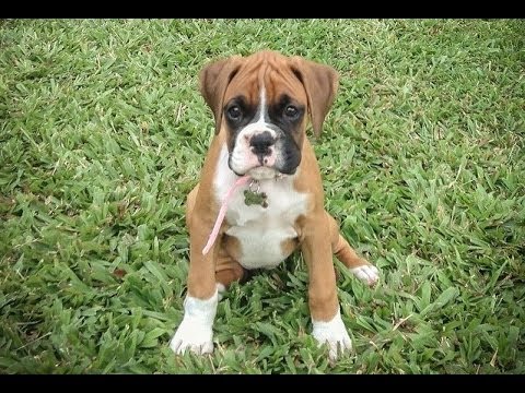 how much should a 4 month old boxer puppy eat