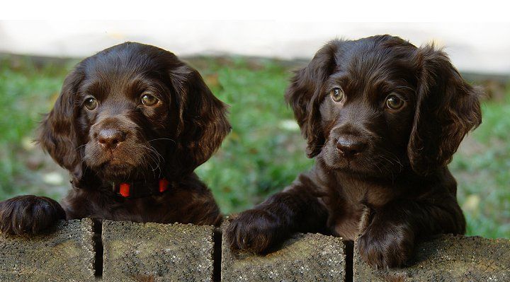 stuffed boykin spaniel