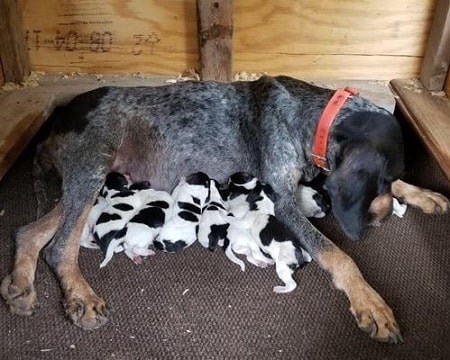 bluetick coonhound puppies newborn