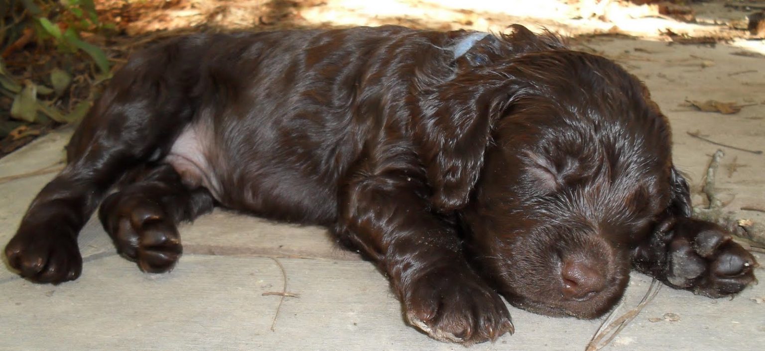 stuffed boykin spaniel