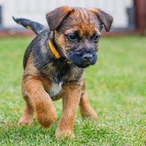 Methods to Train Border Terrier - Strategies and Techniques for Easy ...