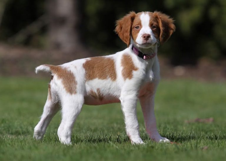 Brittany Puppies Behavior And Characteristics In Different Months Until 