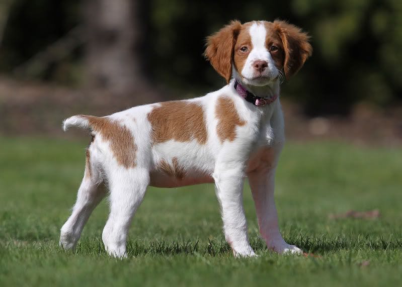 at what age do brittany spaniels calm down