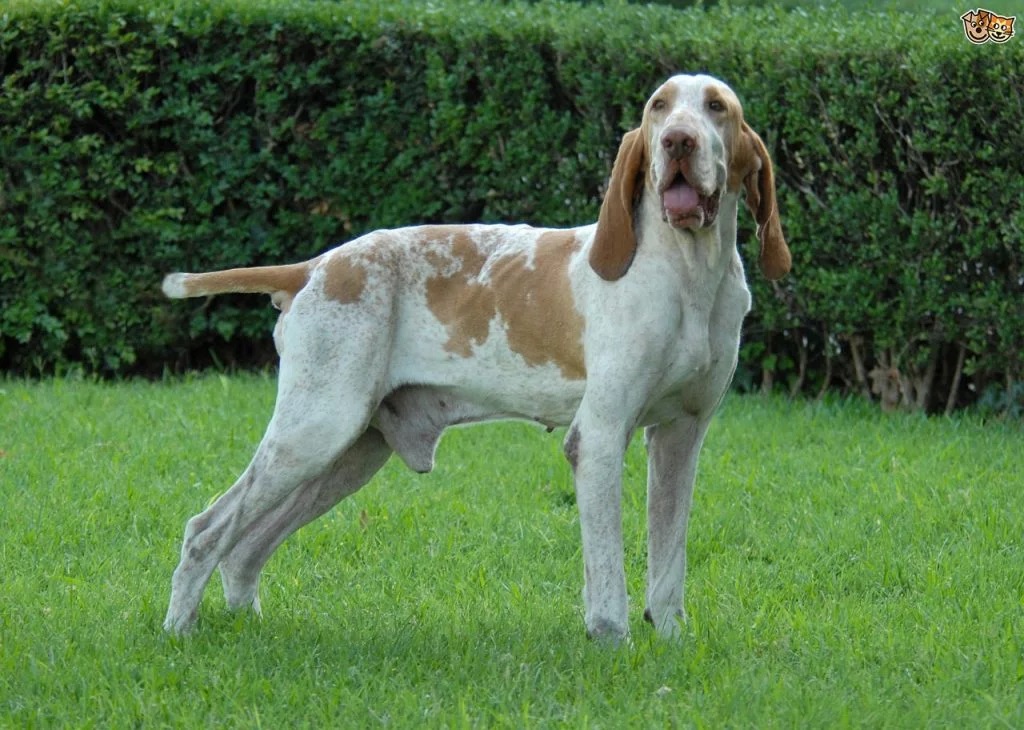 Bracco Italiano Puppies Behavior And Characteristics In Different ...
