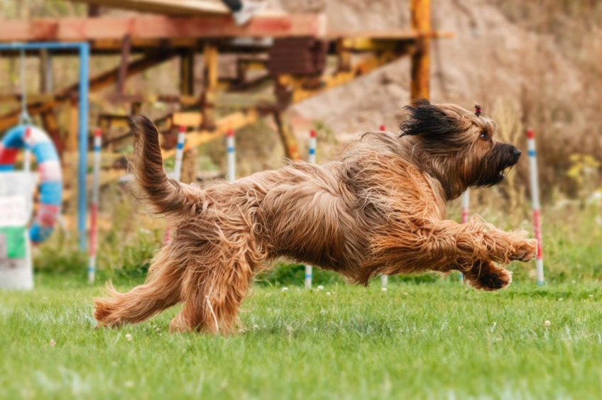 Briard Training.