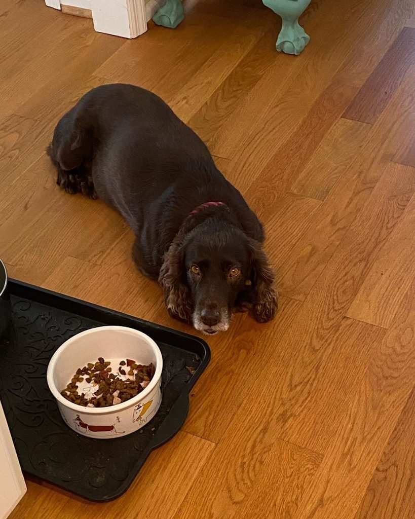 What to Feed Your Boykin Spaniel? Diets and Feeding Methods for Your Dog