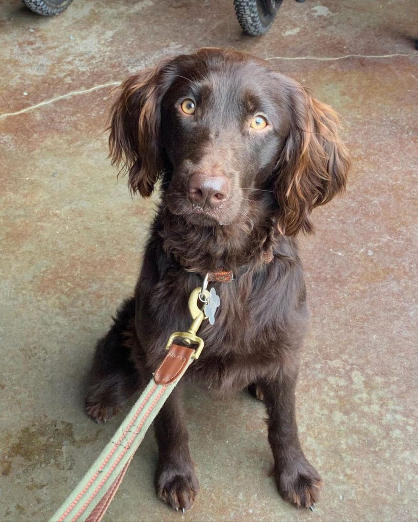 at what age is a boykin spaniel full grown