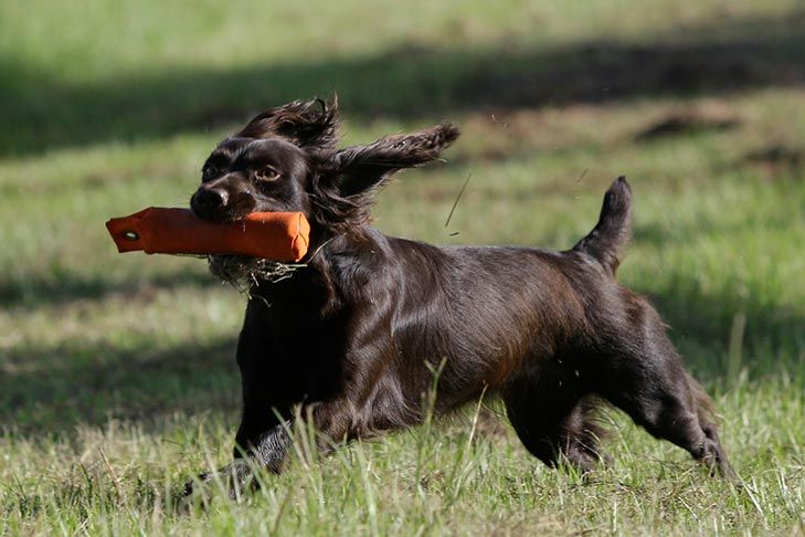 Boykin Spaniel Playing.