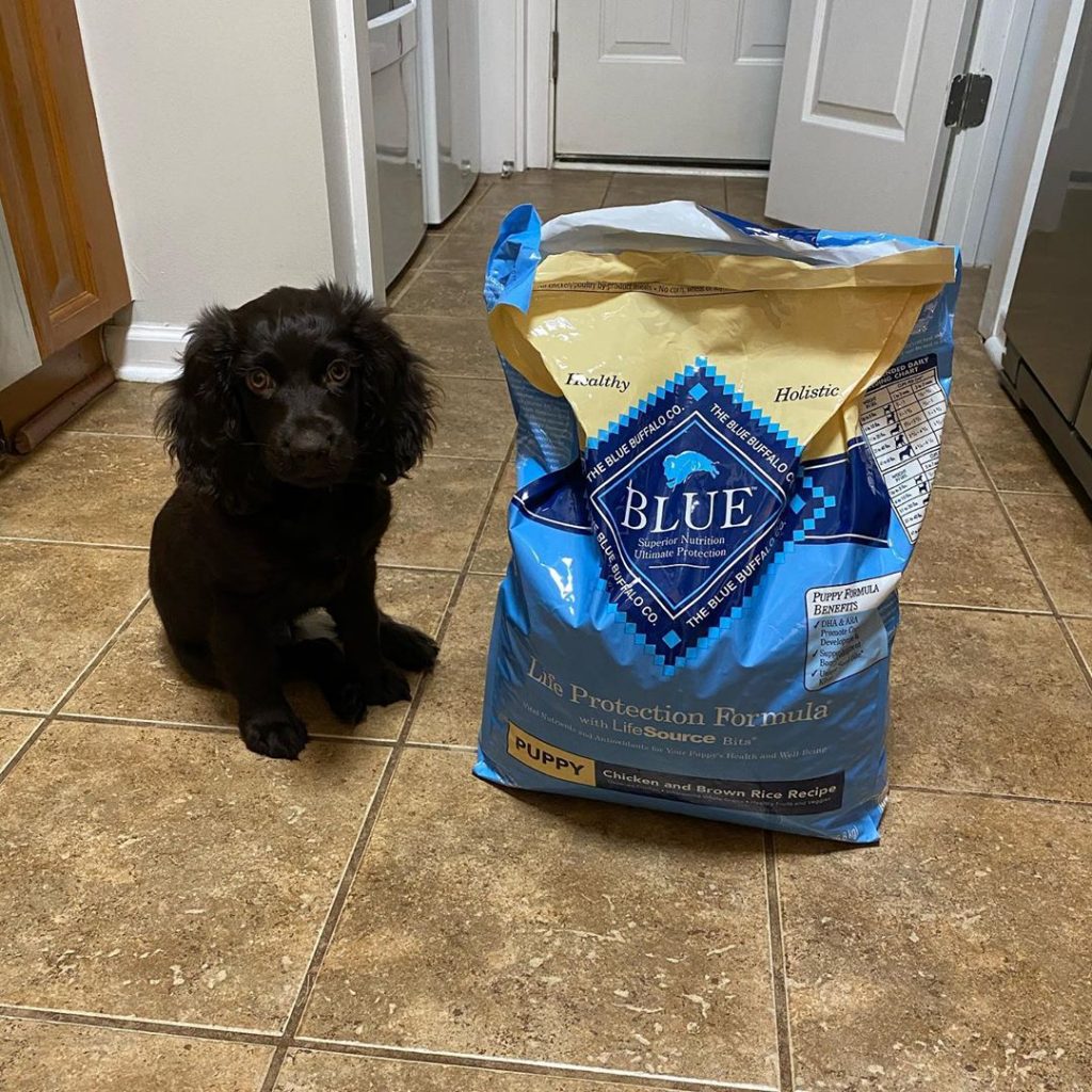 best puppy food for boykin spaniel