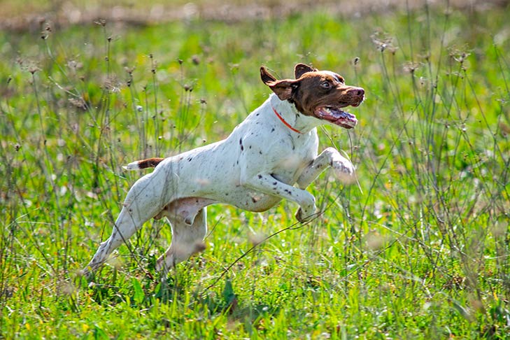 Braque Francais Pyrenean Temperament and Personality - Independent ...