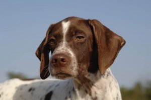 Braque Francais Pyrenean Dog Training Methods.