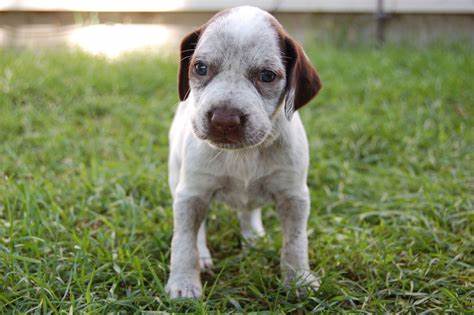 Braque du Bourbonnais puppy.