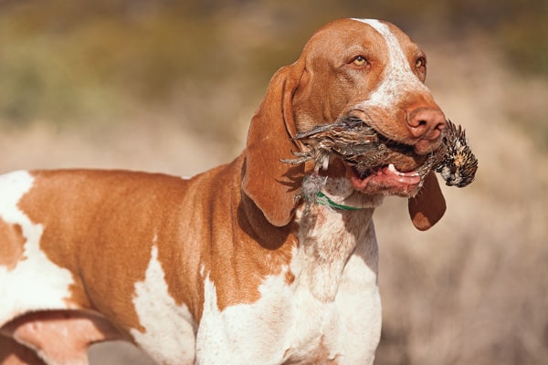 Bracco Italiano training.