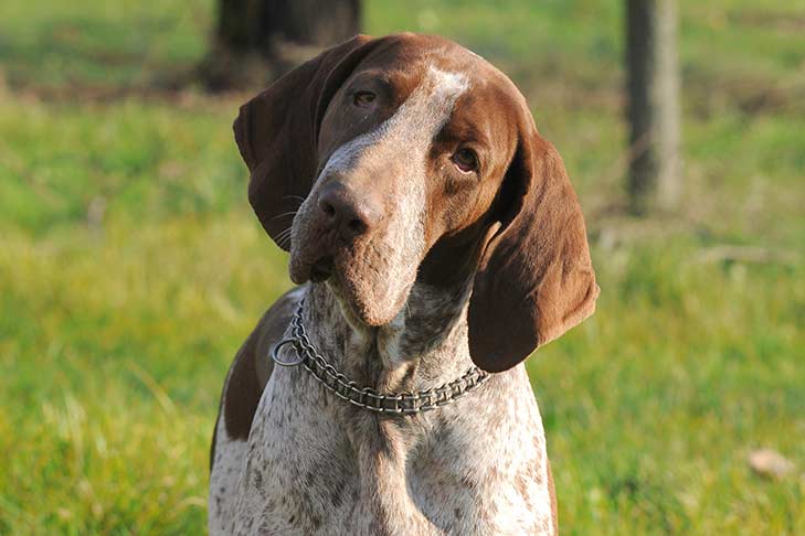 Bracco Italiano Diet.