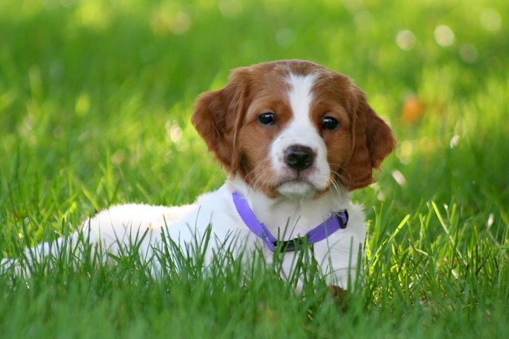 6 month best sale old brittany spaniel