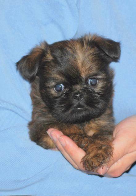 Brussels Griffon Puppies Behavior And Characteristics In Different Months Until One Year