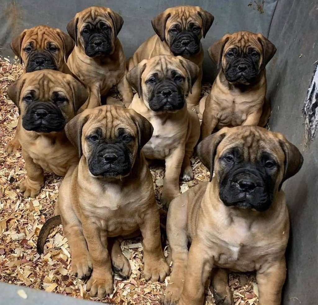 Newborn 2024 bullmastiff puppies