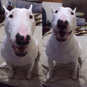 Bull Terrier Puppies Behavior And Characteristics In Different Months ...