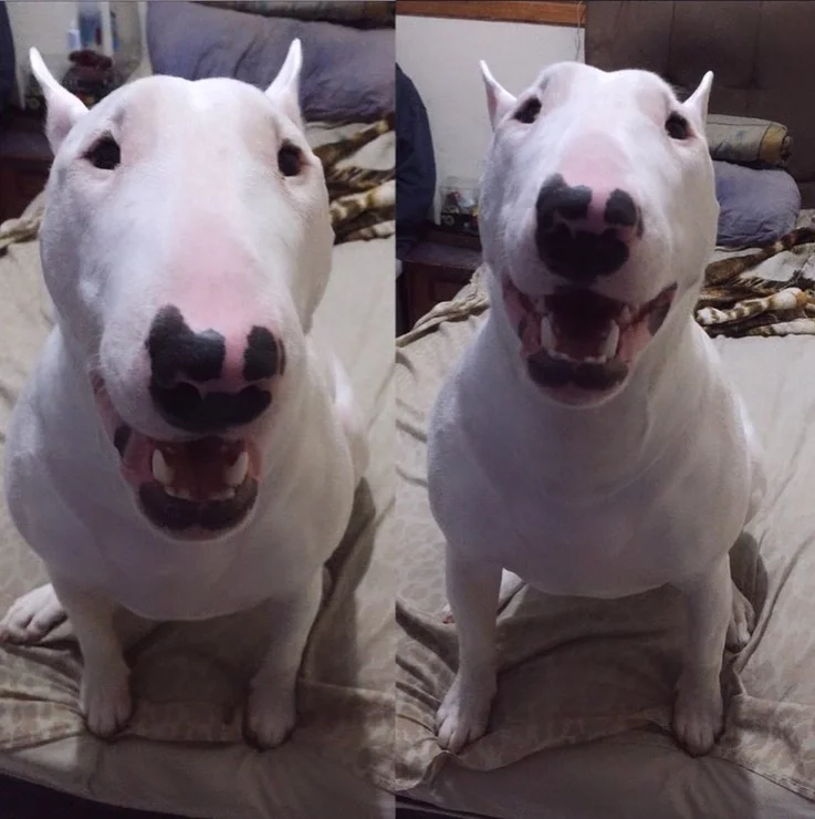 does the bull terrier have canine distemper