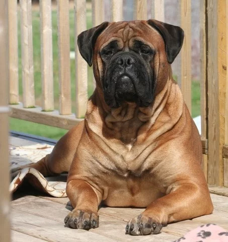 are bullmastiff noisy