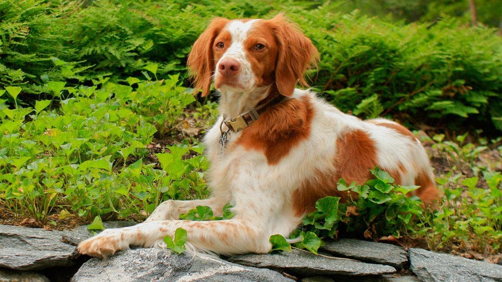 brittany spaniel red