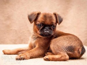 how much does a brussels griffon dog cost