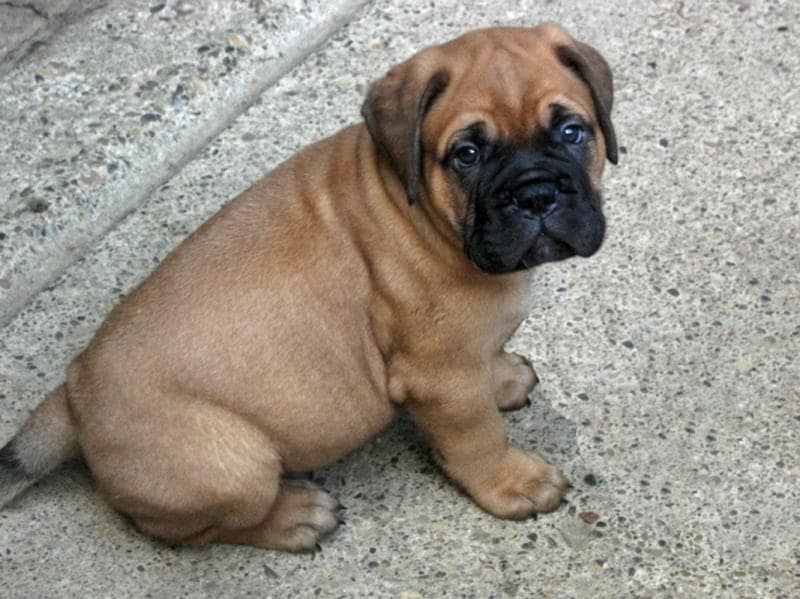 how much do bullmastiff puppies cost